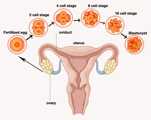 Blastocyst Culture